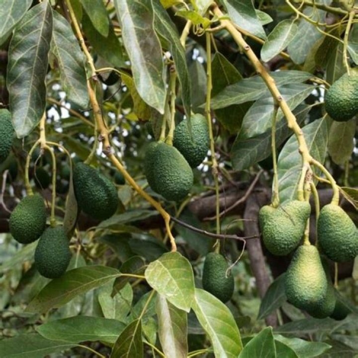 How many avocados can you get from a tree?
