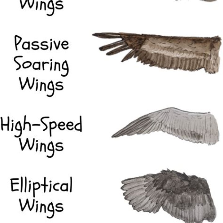 How many wings do you get at Outback?