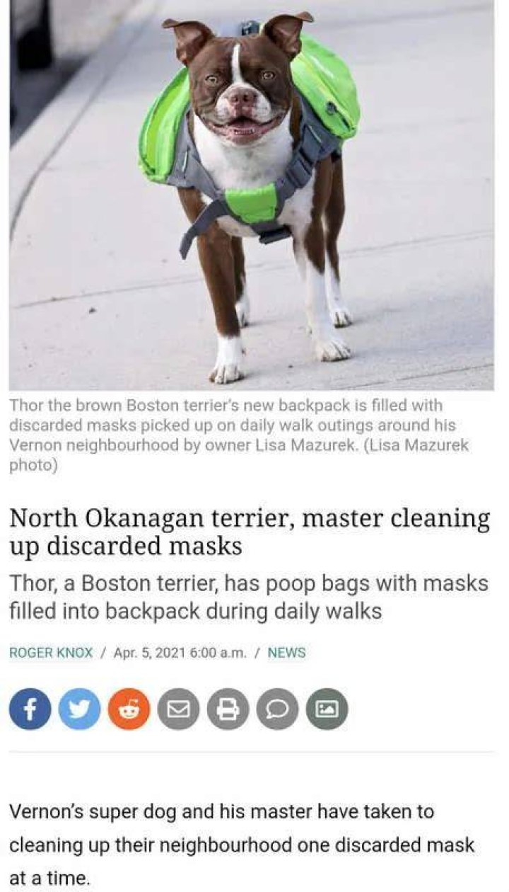 Interview with Thor the Brown Boston - The Super Swimmer Dog