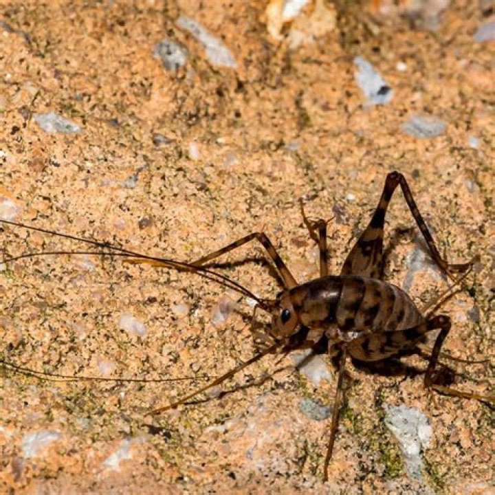 Is a Spricket a spider or a cricket?