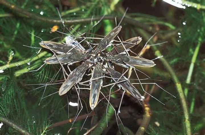 Is a water strider an insect?