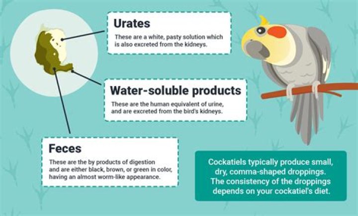 Is bird poop bad for plants?