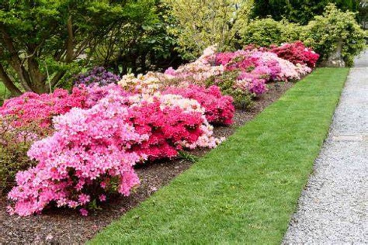 Is cedar mulch good for azaleas?