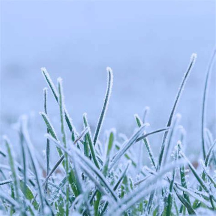 Is Frost good for grass?
