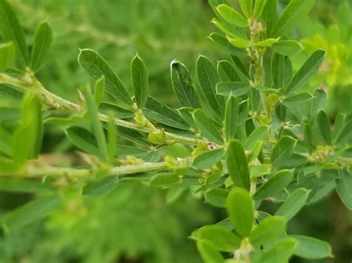 Is lespedeza a perennial?