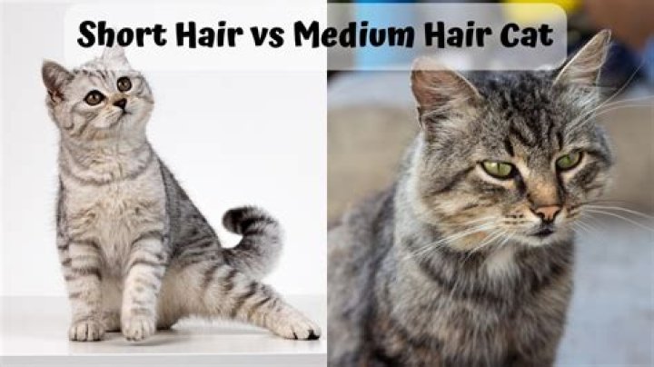 Is my cat short or medium hair?