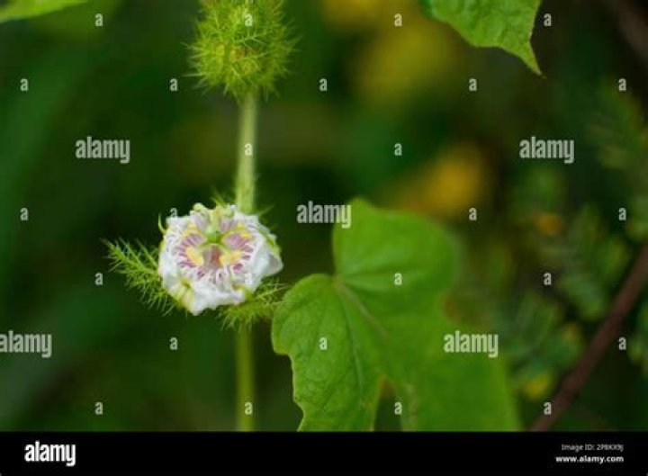 Is Passiflora poisonous?