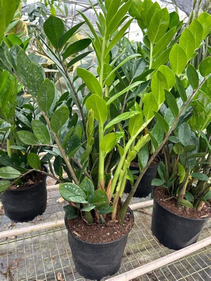 Is the ZZ plant toxic?