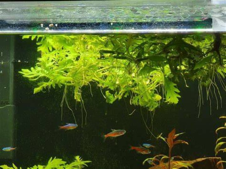 Is water wisteria a floating plant?