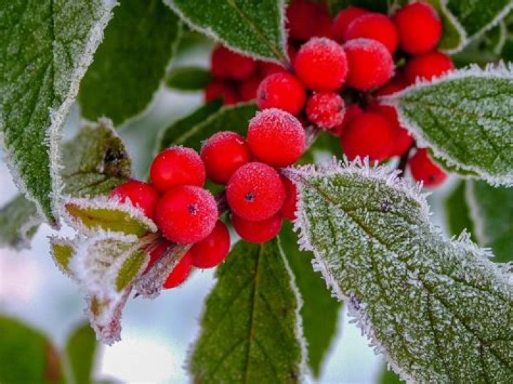 Is Winterberry poisonous to humans?