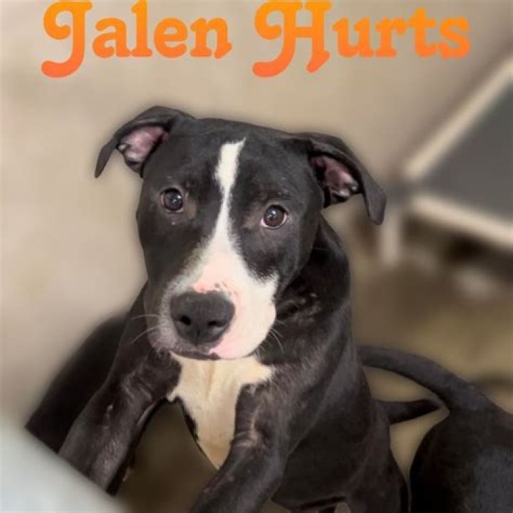 Jalen Hurts Pets - Celebrity Pets