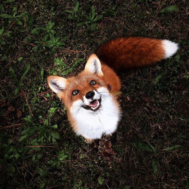 Juniper Fox - Happy Instagram