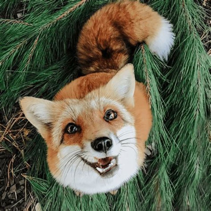 Juniper Fox in Nature