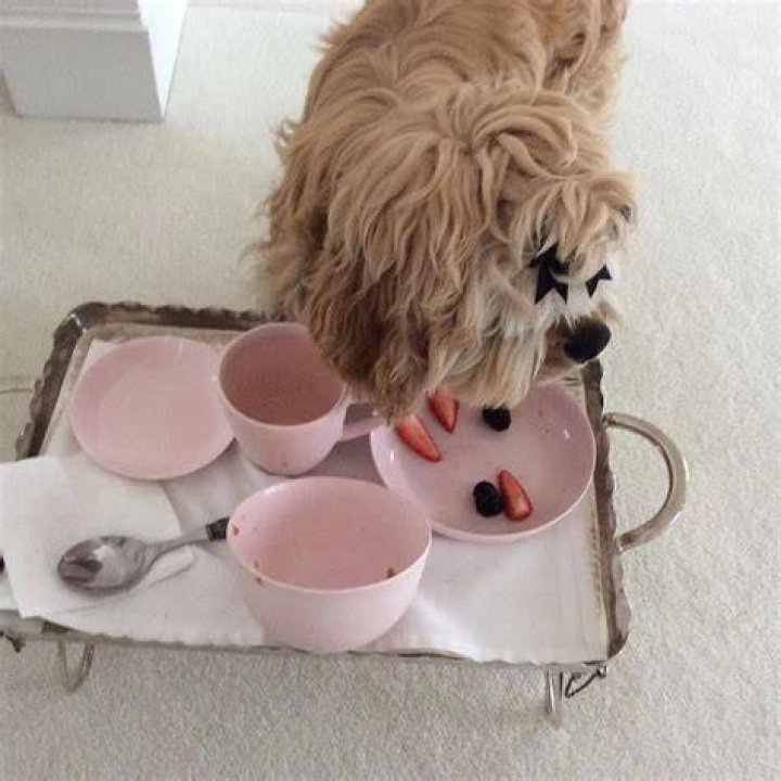 Lisa Vanderpump Pets - Celebrity Pets