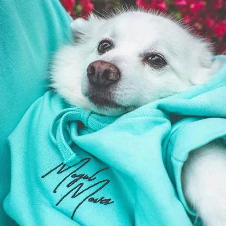Ludwig Ahgren Pets - Celebrity Pets