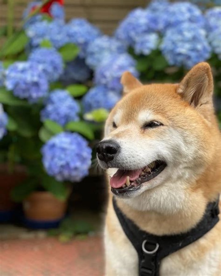 Marutaro shiba inu2