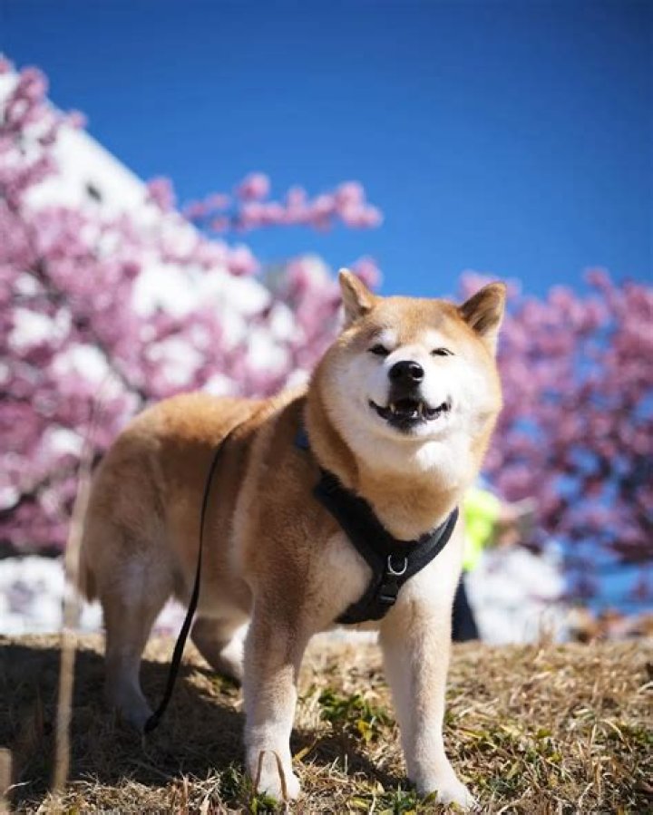 Marutaro shiba inu4