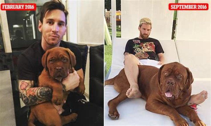 Messi Dog