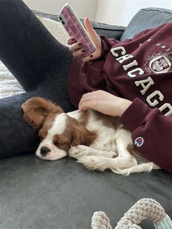 Milo Manheim Pets