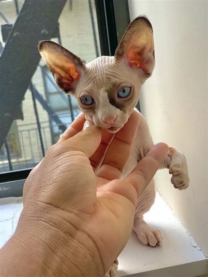 Monét X Change Pets - Celebrity Pets