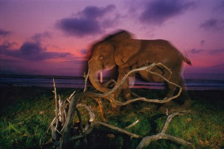 Nat Geo's 