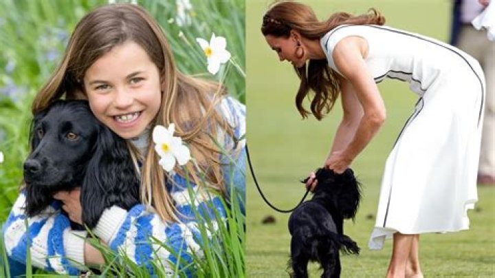Princess Kate pets a dog