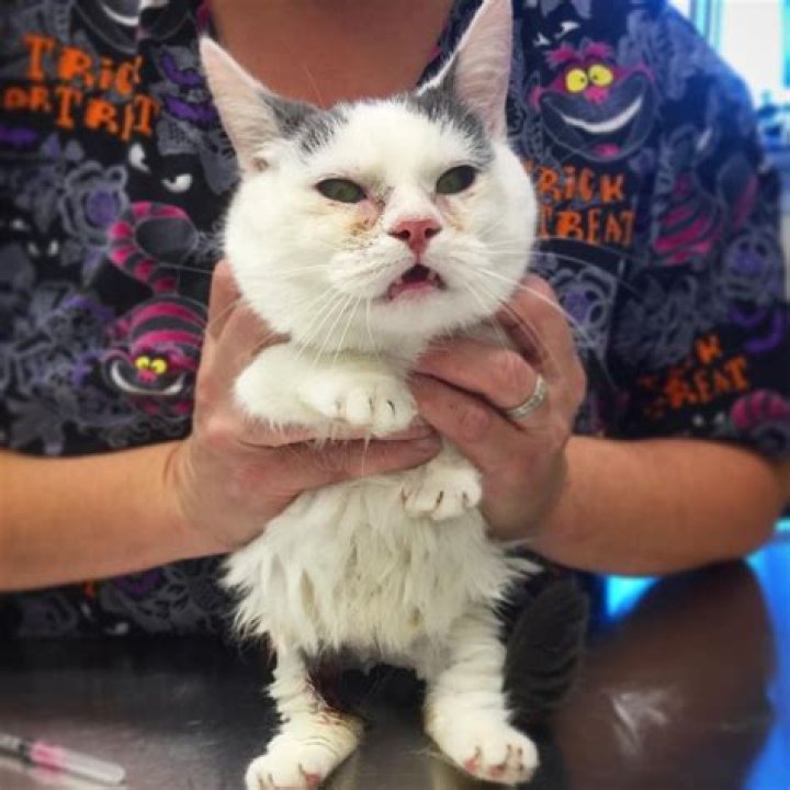 realstumpycat