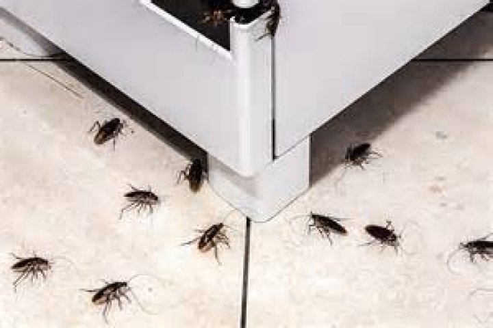 Cardi B eats her bread with Cockroaches 2 roaches