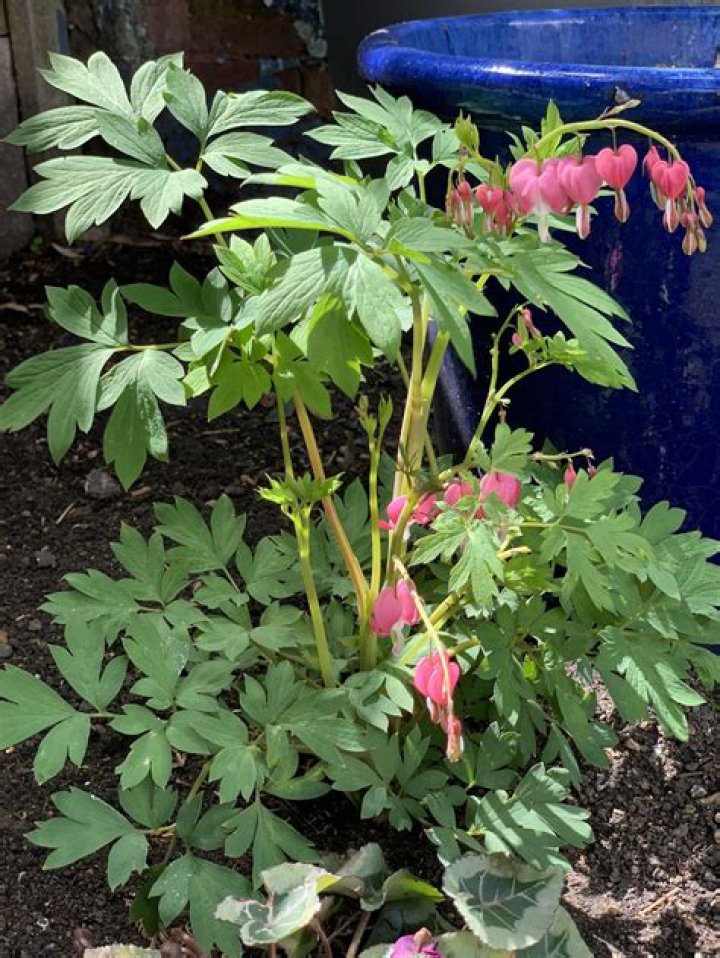 Should bleeding hearts be cut back after blooming?