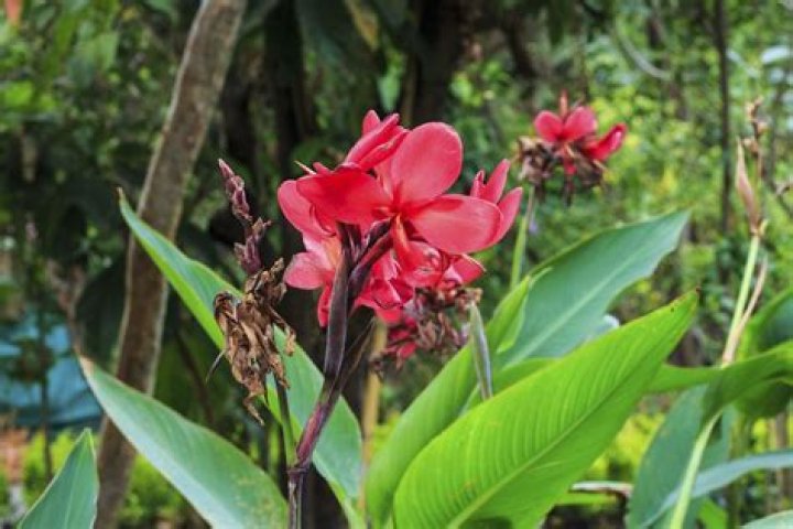 Should cannas be deadheaded?