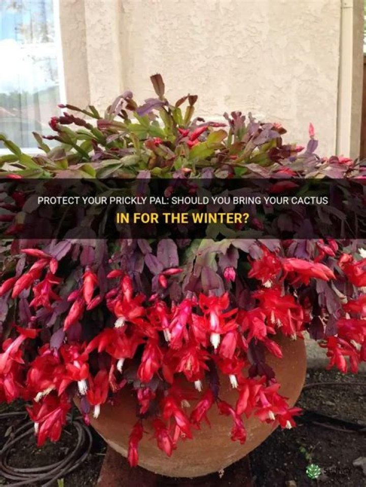 Should I bring my cactus in for the winter?