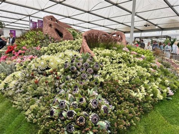 The Chelsea Flower show