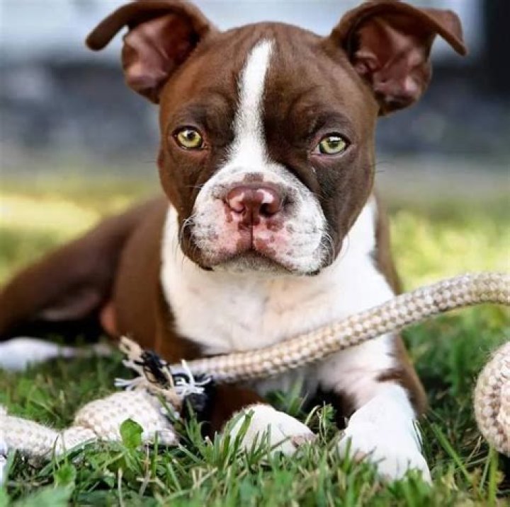 Thor Brown Boston as a puppy
