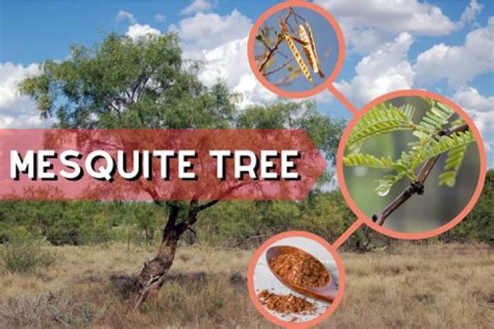 What animals eat mesquite trees?