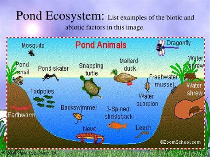 What are some biotic factors in a pond?