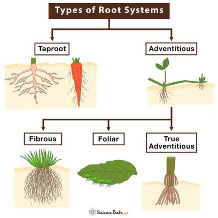 What are the storage roots?