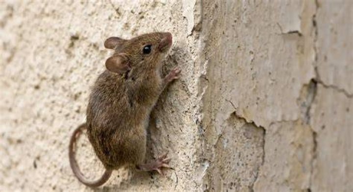 What can mice not climb?