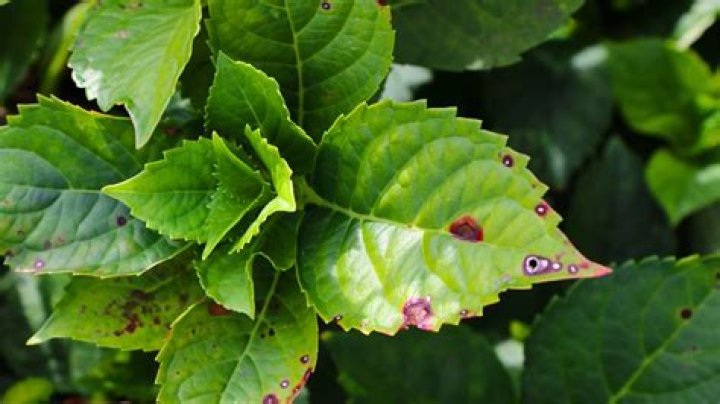 What causes spots on hydrangea leaves?