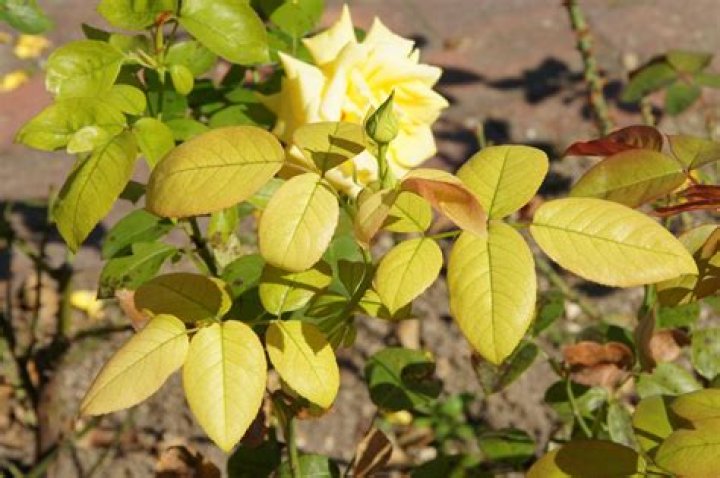 What causes yellow leaves on rose bushes?