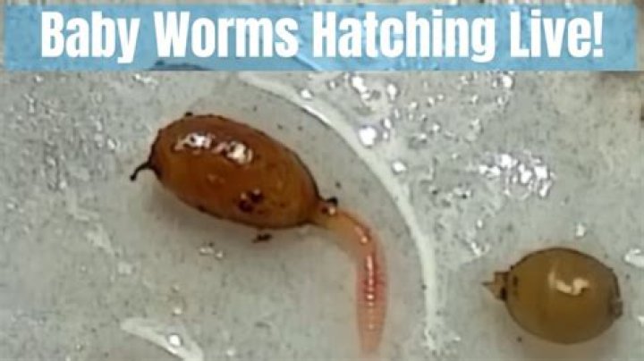 What color are baby worms?