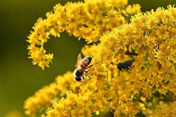 What color is goldenrod pollen?