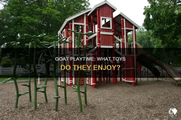 What do goats like to play with?