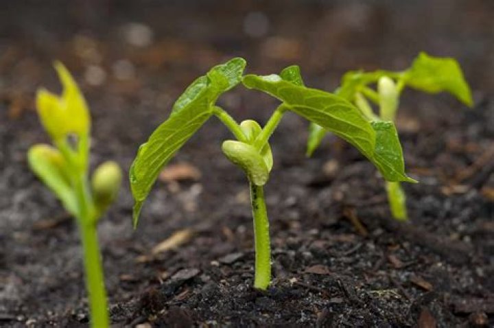 What do green beans look like when they first sprout?