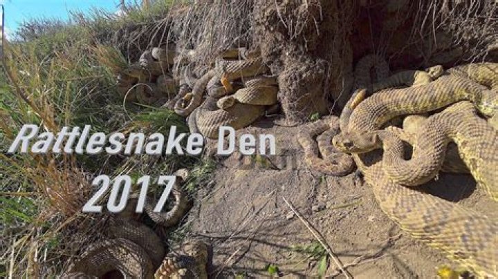 What do rattlesnake dens look like?
