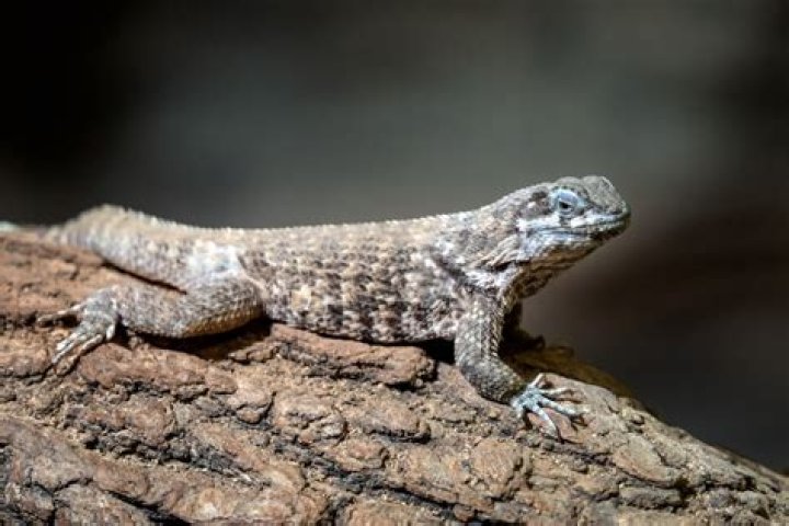 What do Texas spiny lizards eat?