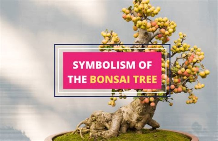What does a bonsai plant symbolize?