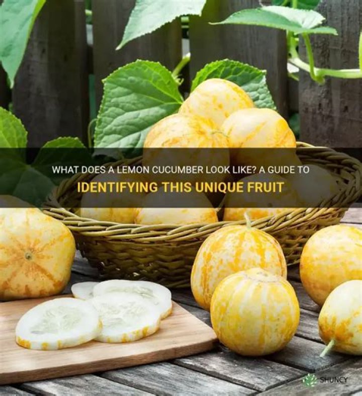 What does a lemon cucumber look like?