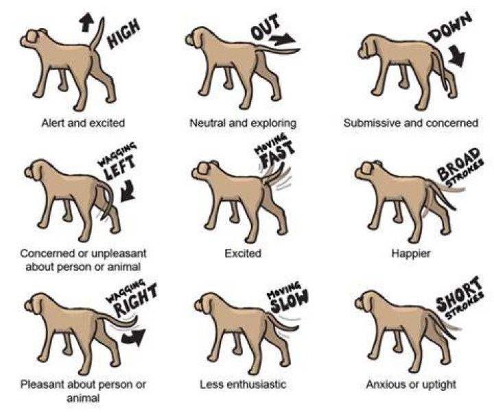 What does it mean when a goat’s tail is down?
