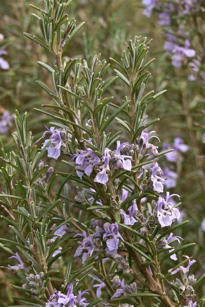 What does the herb rosemary symbolize?