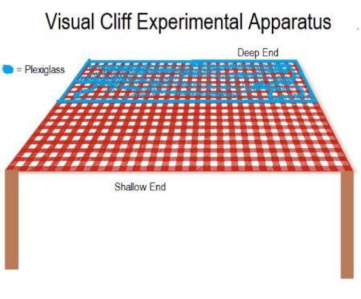 What does the visual cliff experiment prove?